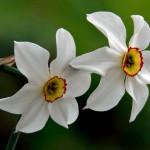 Narcissus-poeticus-Pheasants-Eye-Daffodil3