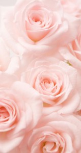 2 light-pink-roses