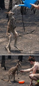 CANGURO E ACQUA